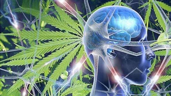 Los países que más consumen marihuana en América Latina